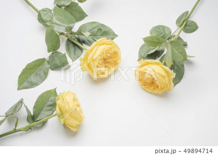 父の日の黄色い薔薇 49894714
