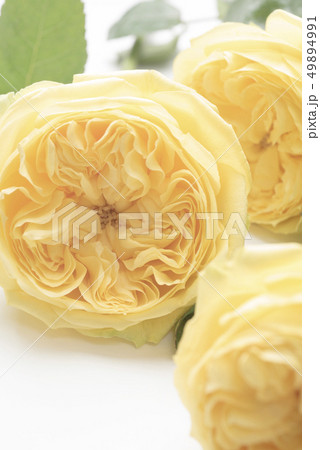 父の日の黄色い薔薇 49894991