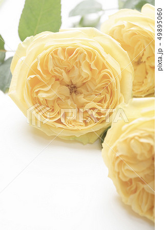 父の日の黄色い薔薇 父の日の黄色い薔薇 49895060