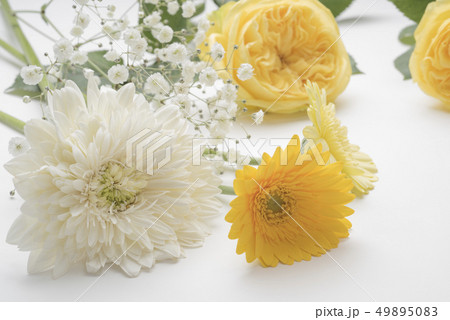 父の日の黄色い薔薇 49895083