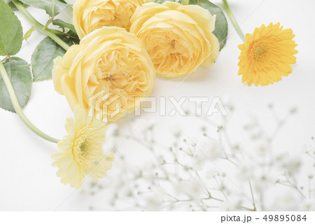 父の日の黄色い薔薇 49895084