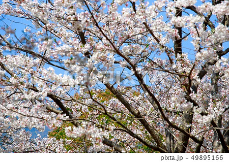 桜 桜 49895166