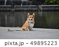 水辺のコーギー 49895223