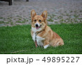お座りコーギー 49895227