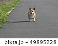 コーギー犬の旅① 49895228