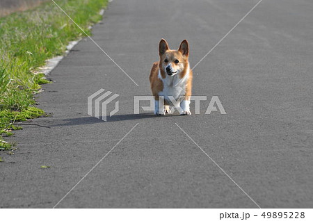 コーギー犬の旅① 49895228