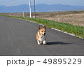 コーギー犬の旅② 49895229