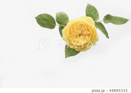 父の日の黄色い薔薇 父の日の黄色い薔薇 49895335