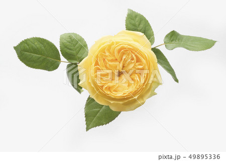 父の日の黄色い薔薇 49895336