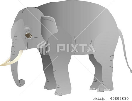 ゾウ 49895350