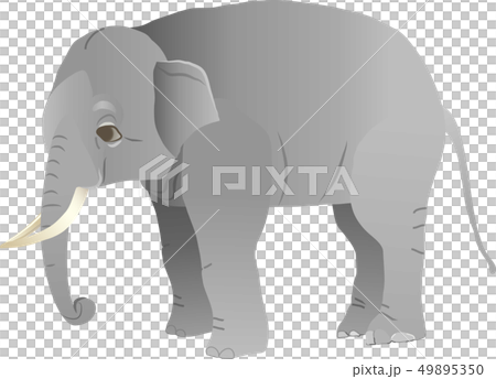 ゾウ 49895350