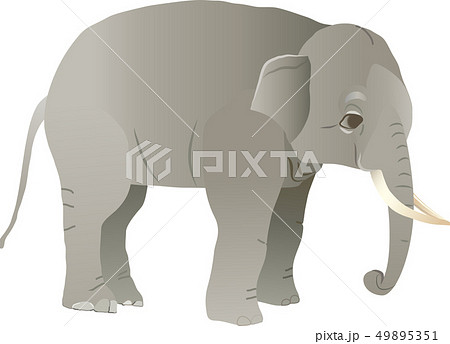 ゾウ 49895351