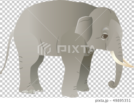 ゾウ 49895351
