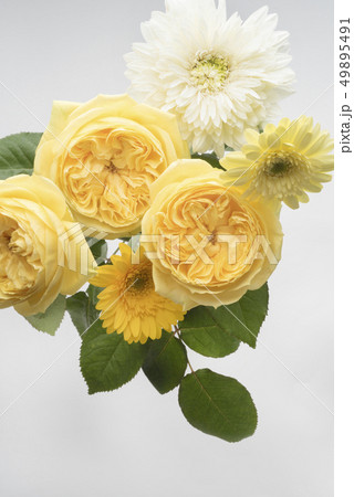 父の日の黄色い薔薇 49895491