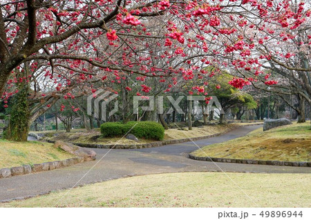 春の南立石公園 大分県別府市 春の南立石公園 大分県別府市 49896944
