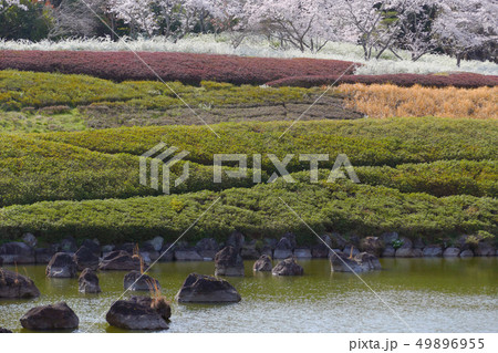 日本庭園の満開の桜とユキヤナギ 日本庭園の満開の桜とユキヤナギ 49896955