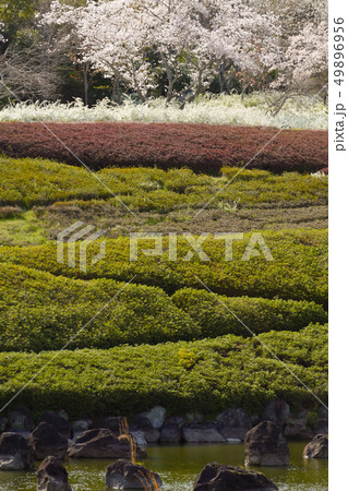 日本庭園の満開の桜とユキヤナギ 日本庭園の満開の桜とユキヤナギ 49896956