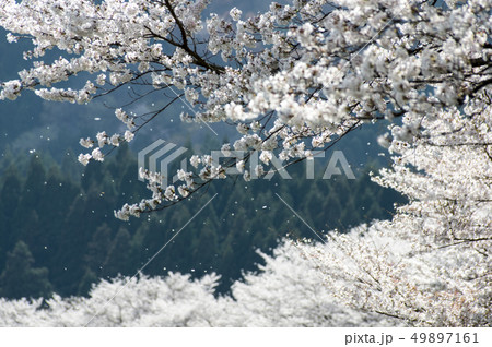 安曇川堤防の桜並木　滋賀県朽木 49897161