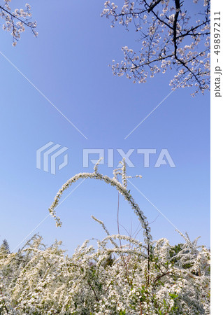 青空の下のサクラとユキヤナギ 49897211