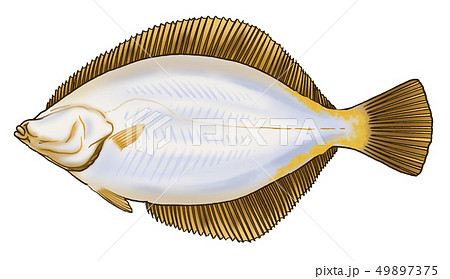 マガレイ 49897375