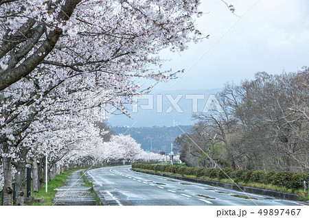 満開の桜並木 「滋賀県高島市新旭町の風車街道」の写真素材 [49897467 