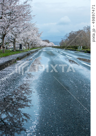 満開の桜並木　「滋賀県高島市新旭町の風車街道」 49897471