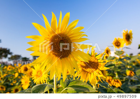 植物 工場 プランツ 49897509