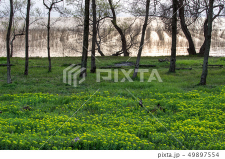 琵琶湖畔に咲くノウルシ 琵琶湖畔に咲くノウルシ 49897554