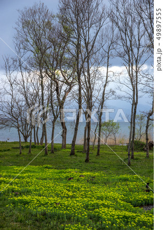 琵琶湖畔に咲くノウルシ 琵琶湖畔に咲くノウルシ 49897555