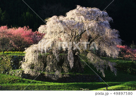 又兵衛桜 又兵衛桜 49897580