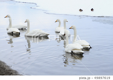 湖面に浮かぶ数羽の白鳥、屈斜路湖 湖面に浮かぶ数羽の白鳥、屈斜路湖 49897619