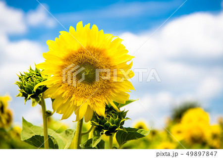 東京 武蔵村山 住宅街のひまわり畑 スターバーストレモンオーラ 49897847