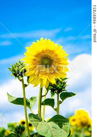 東京 武蔵村山 住宅街のひまわり畑 スターバーストレモンオーラの写真素材
