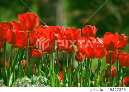 チューリップ畑 49897870