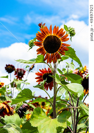 monet sunflower garden