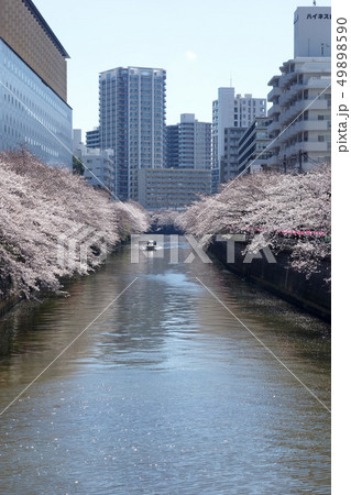 目黒川の桜(太鼓橋から見た亀の甲橋方向) 目黒川の桜(太鼓橋から見た亀の甲橋方向) 49898590