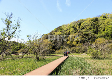 小網代の森（春） 49898652