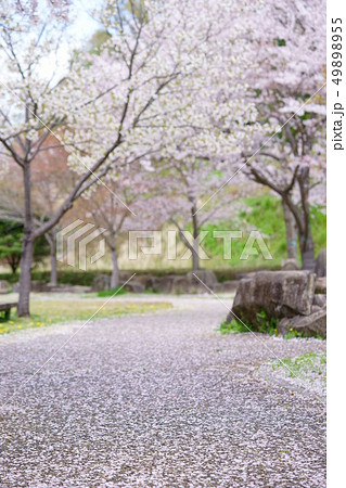 桜の道３ 49898955