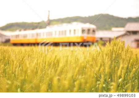 小麦畑とことでん 小麦畑とことでん 49899103