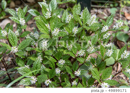 ヒトリシズカの花 ヒトリシズカの花 49899171