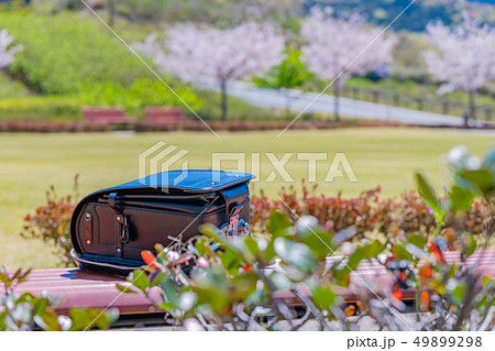 桜とランドセル 春 入学 1年生 イメージの写真素材 [49899298] - PIXTA