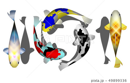 鯉のイラスト01 49899336