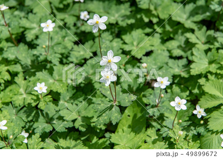 ニリンソウの群生 ニリンソウの群生 49899672