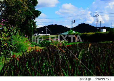 夏の田園風景 夏の田園風景 49899751