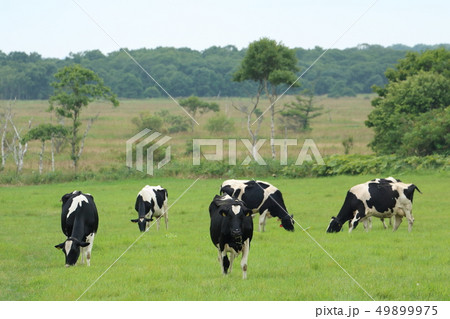 北海道　根室地方　放牧される牛 49899975