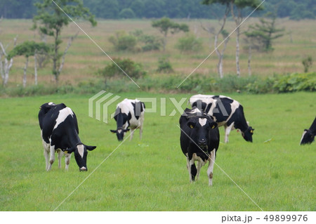 北海道　別海　放牧される牛 49899976