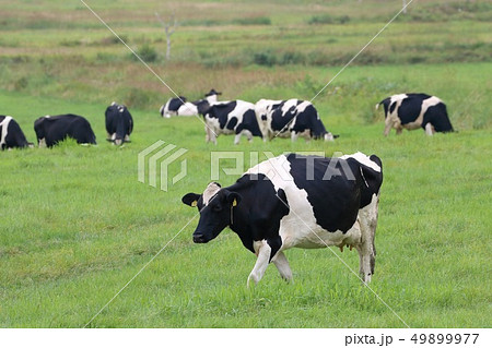 北海道　根室地方　放牧される牛 49899977