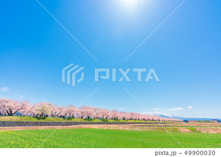 日本の春 富山県 舟川べり菜の花と桜並木 日本の春 富山県 舟川べり菜の花と桜並木 49900030