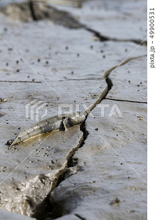 有明海のムツゴロウ 49900531