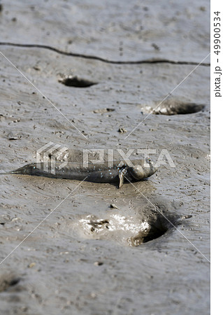 有明海のムツゴロウ 49900534